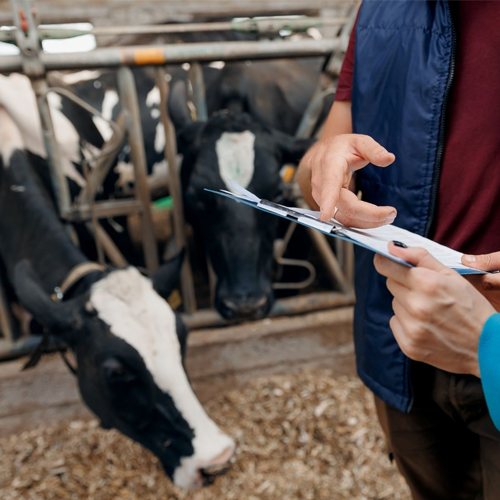 Auditing & Compliance Services