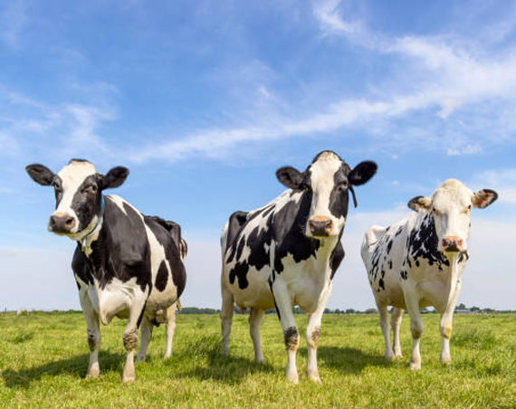 Auditing & Compliance Services